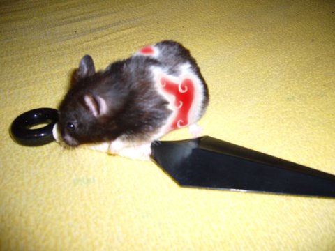 AKATSUKI_HAMSTER :) AKATSUKI_HAMSTER :)